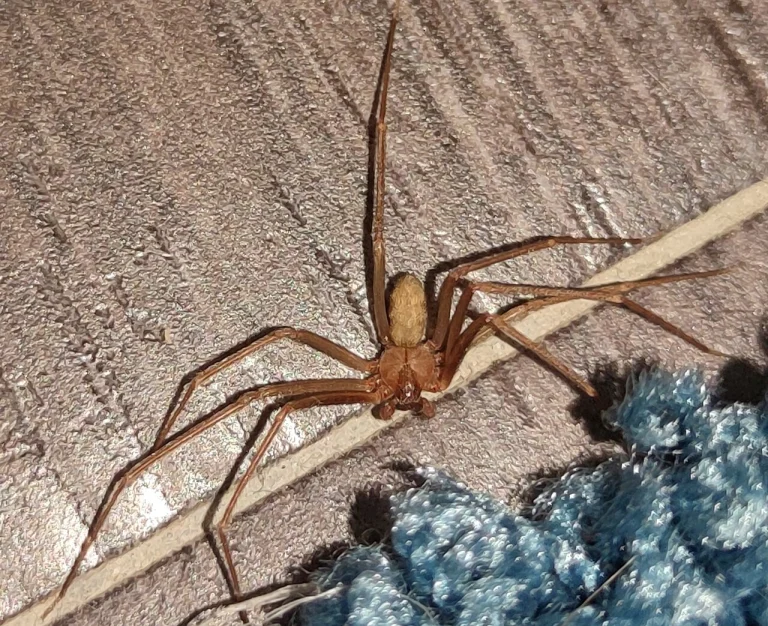Καφέ αράχνη βιολί με μακριά πόδια πάνω σε δάπεδο σπιτιού