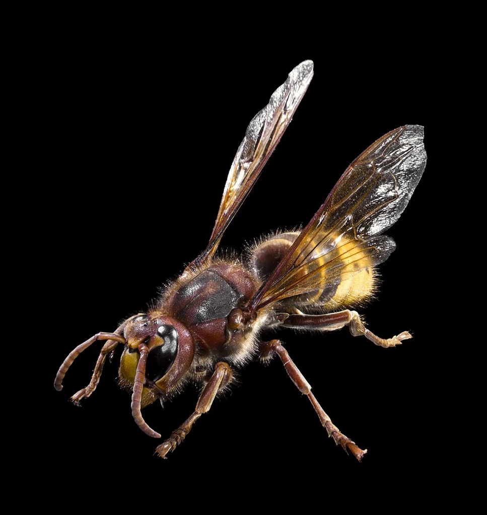 Ευρωπαϊκή μεγάλη σφήκα (Vespa crabro) με καφέ-κίτρινο σώμα σε μαύρο φόντο