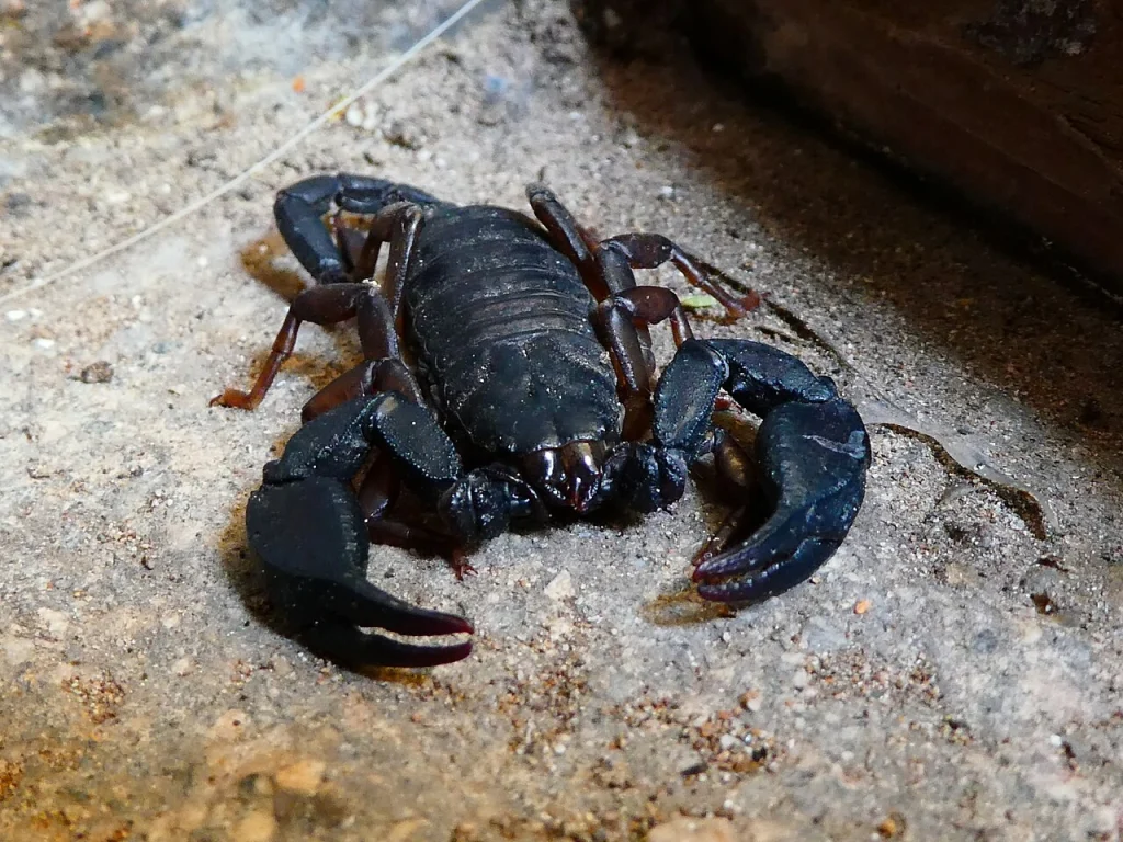 Θηλυκός σκορπιός Euscorpius italicus, συγγενικός με τους μικρούς σκούρους σκορπιούς της Ελλάδας